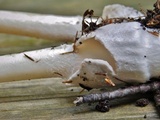 Amanita sinicoflava image