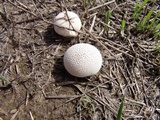 Lycoperdon curtisii image