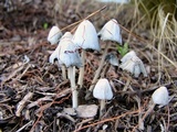 Coprinellus flocculosus image