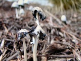 Coprinellus flocculosus image