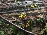 Calocera viscosa image