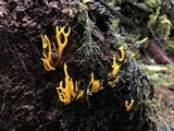 Calocera viscosa image