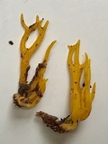 Calocera viscosa image