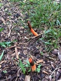 Phallus rubicundus image