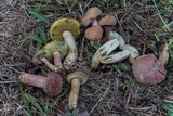 Boletus patrioticus image