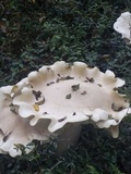 Macrocybe titans image