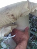 Macrocybe titans image