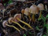 Hygrocybe lilaceolamellata image