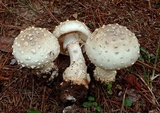 Amanita canescens image