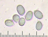 Amanita canescens image
