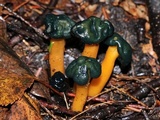 Leotia viscosa image