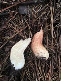 Boletus subcaerulescens image
