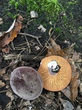Lactifluus corrugis image