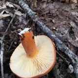 Lactarius volemus image