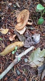 Paxillus cuprinus image