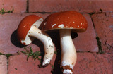 Xanthoconium purpureum image