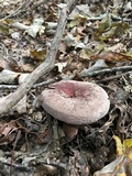 Lactifluus corrugis image