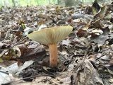 Lactarius volemus image