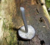 Entoloma serrulatum image