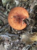 Lactarius volemus image