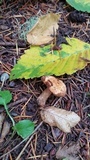 Paxillus cuprinus image