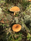 Lactarius volemus image