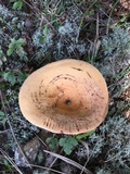 Lactarius volemus image