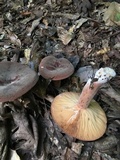 Lactifluus corrugis image