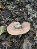 Lactarius volemus image