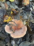 Lactarius volemus image