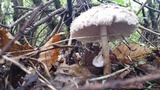 Chlorophyllum olivieri image