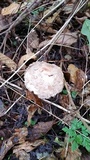 Chlorophyllum olivieri image