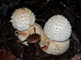Amanita abrupta image