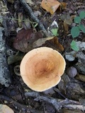 Lactarius volemus image