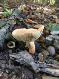 Lactarius volemus image