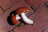 Xanthoconium purpureum image
