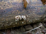 Lycogala epidendrum image