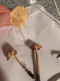 Marasmius oreades image