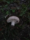 Agaricus bisporus image