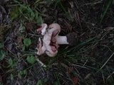 Agaricus bisporus image