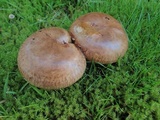 Paxillus involutus image