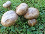 Paxillus involutus image