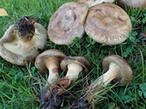 Paxillus involutus image