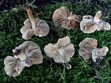 Hebeloma sacchariolens image