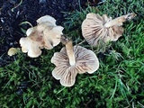 Hebeloma sacchariolens image