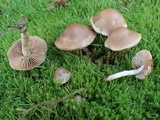 Hebeloma sacchariolens image