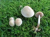 Hebeloma sacchariolens image