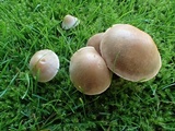 Hebeloma sacchariolens image