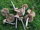 Hebeloma sacchariolens image