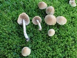 Hebeloma sacchariolens image
